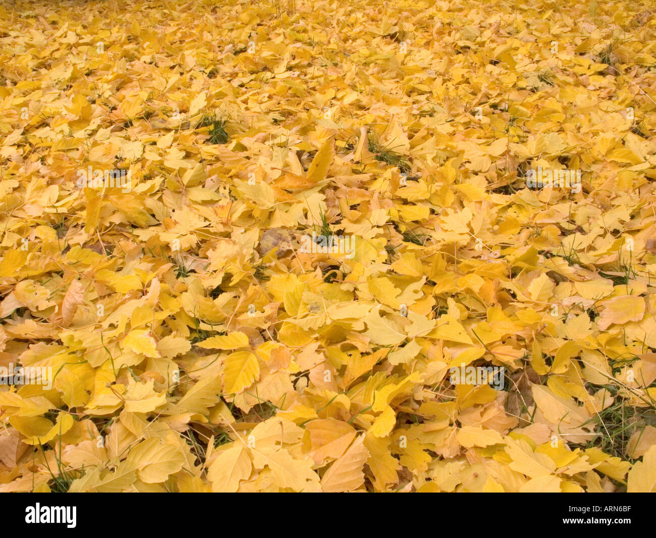 Color Faling Faling hi-res stock photography and images - Alamy