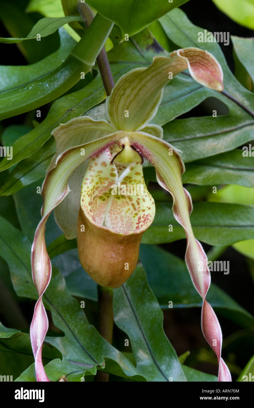 Lady Slipper Orchid Stock Photo