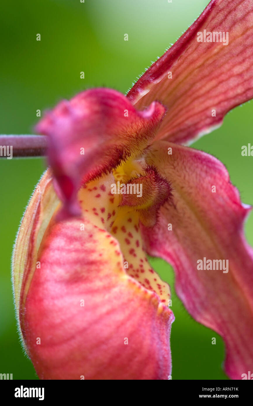 Red lady slipper orchid Stock Photo
