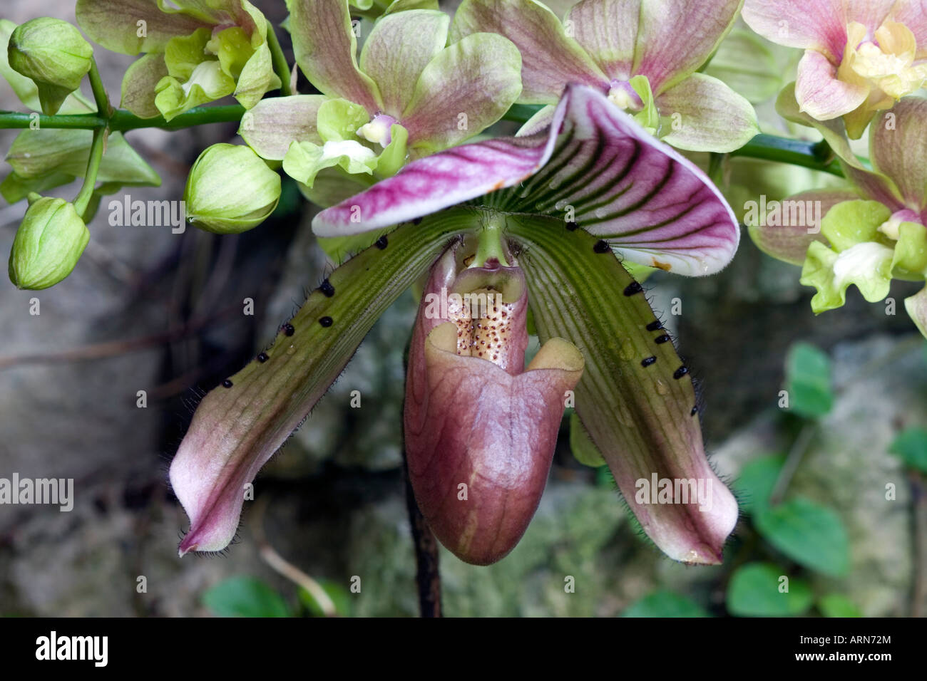 Lady slipper orchid bordered by other orchids Stock Photo