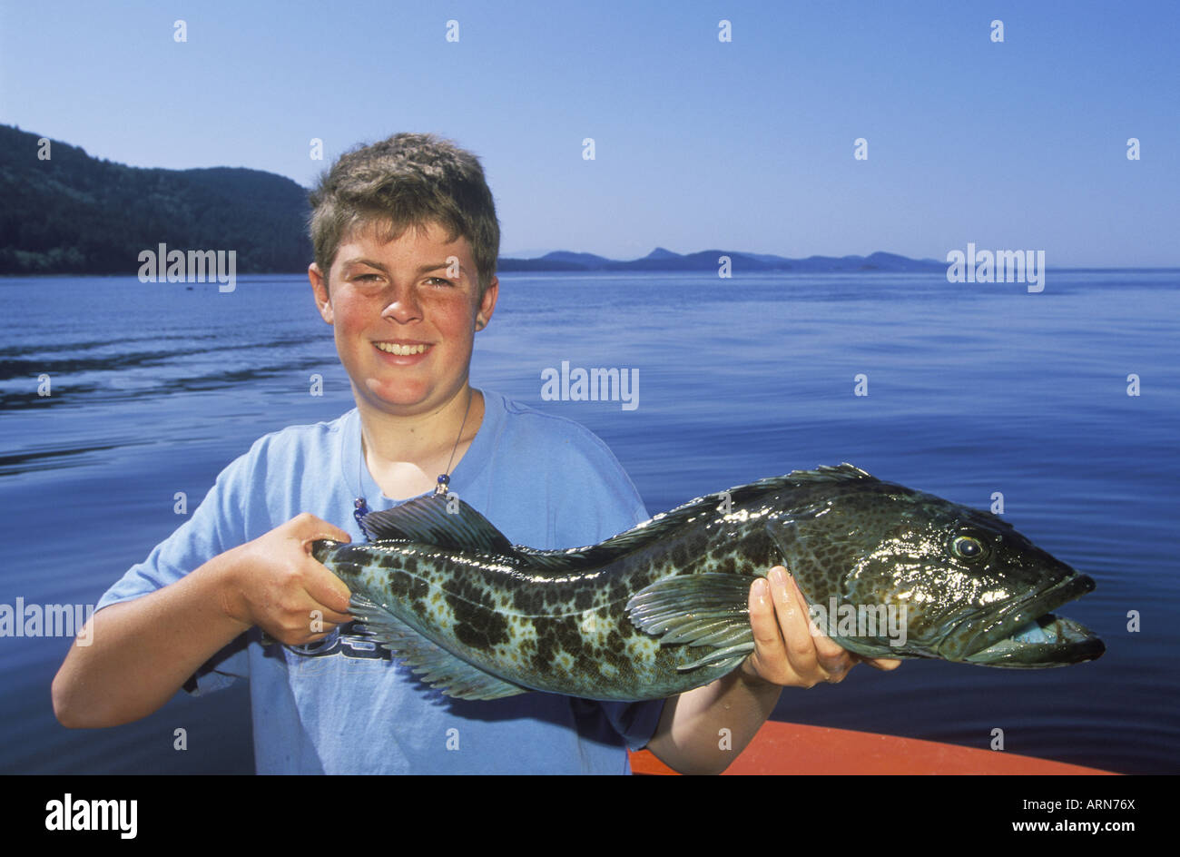 Lingcod fish hi-res stock photography and images - Alamy