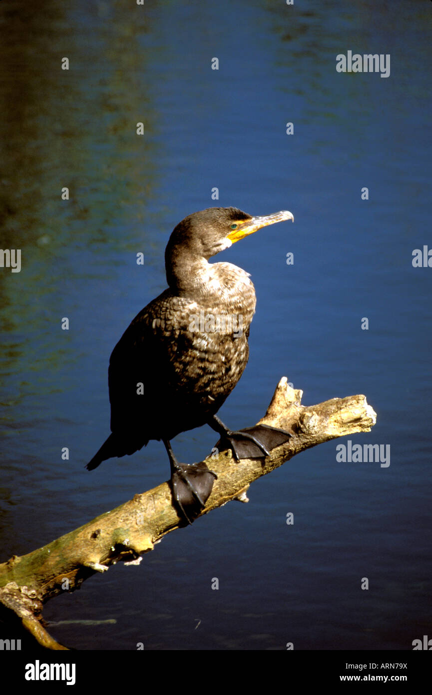 bed Bird Feet High Resolution Stock Photography and Images Alamy