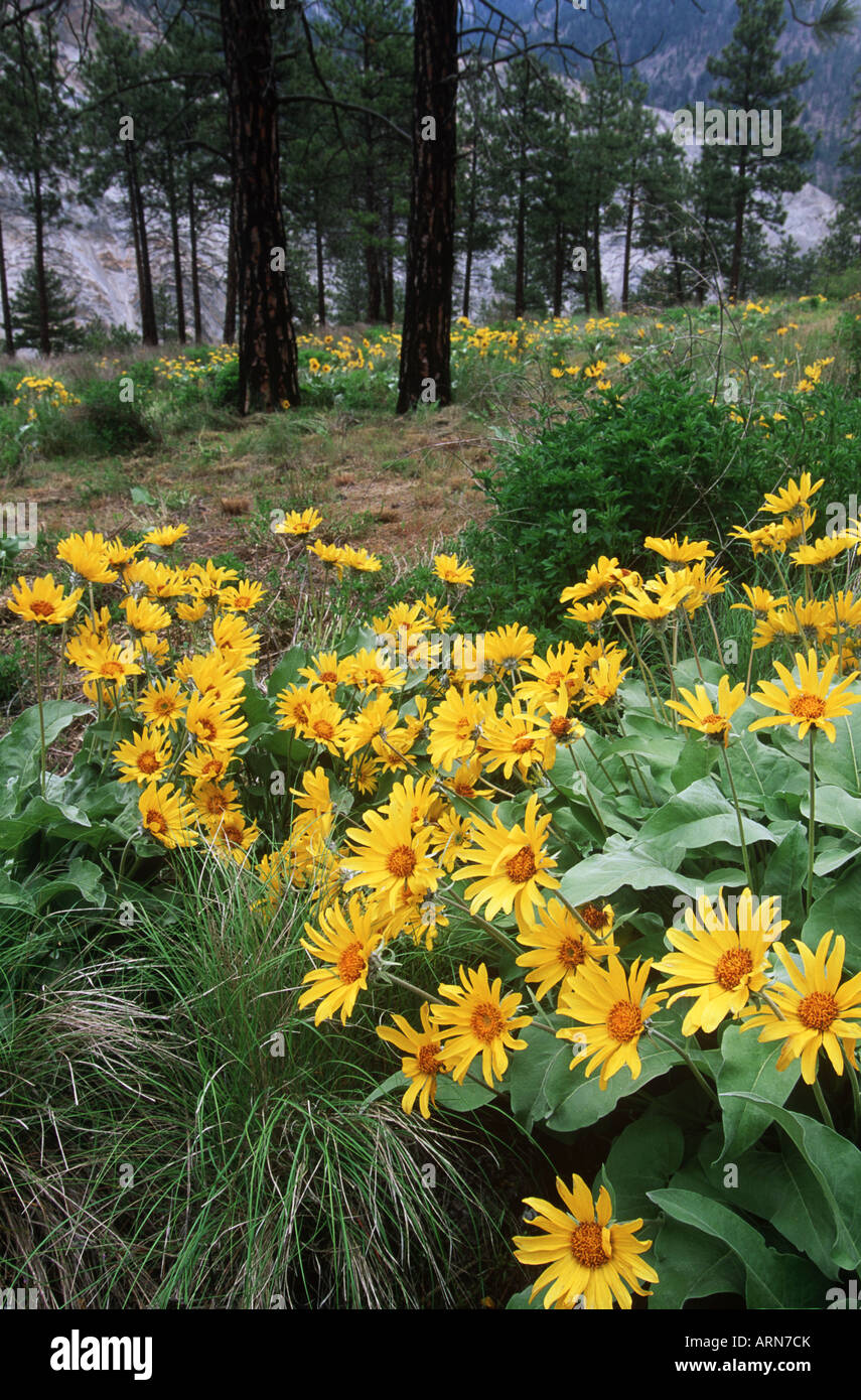 Arrowleaf Balsam Root (Balsamorhiza sagittata) near Fraser Canyon ...