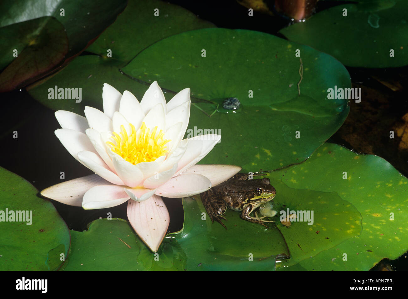 frog on lily pad, Vancouver Island, British Columbia, Canada. Stock Photo