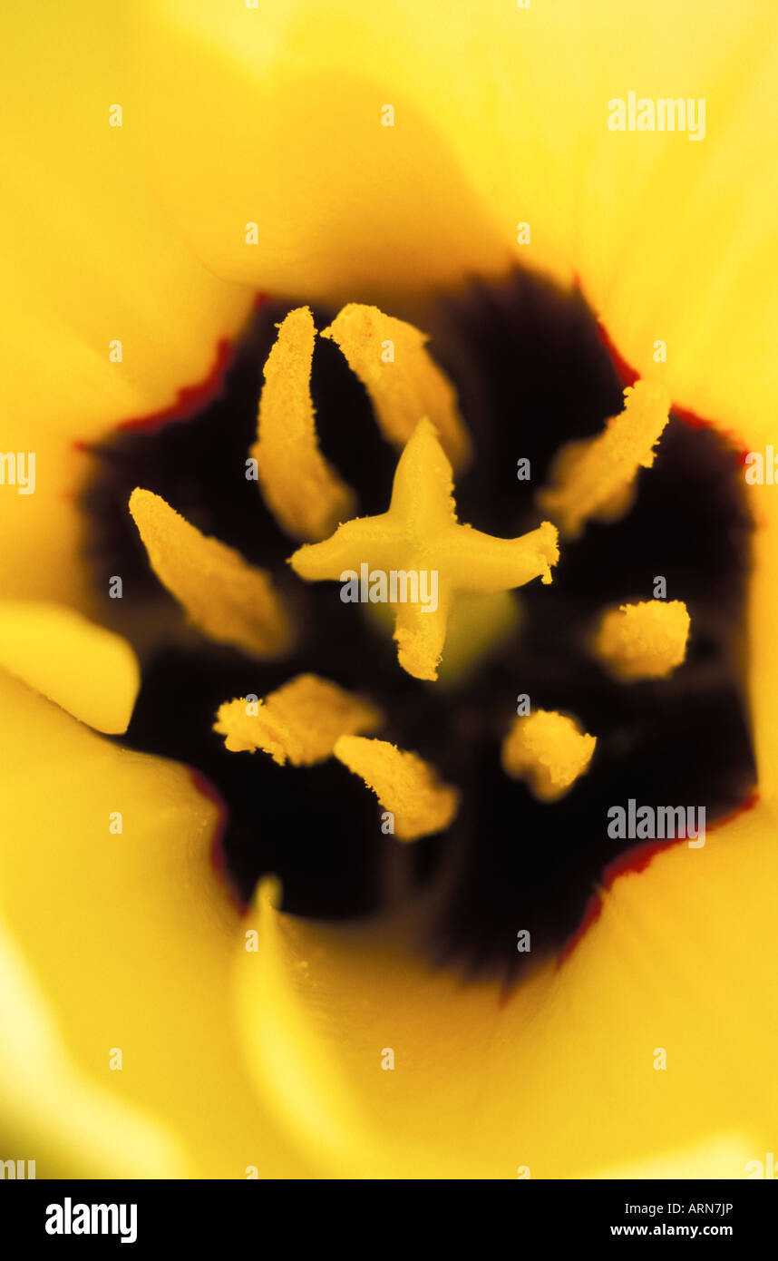 Yellow tulip detail of stamen and pistils, British Columbia, Canada. Stock Photo