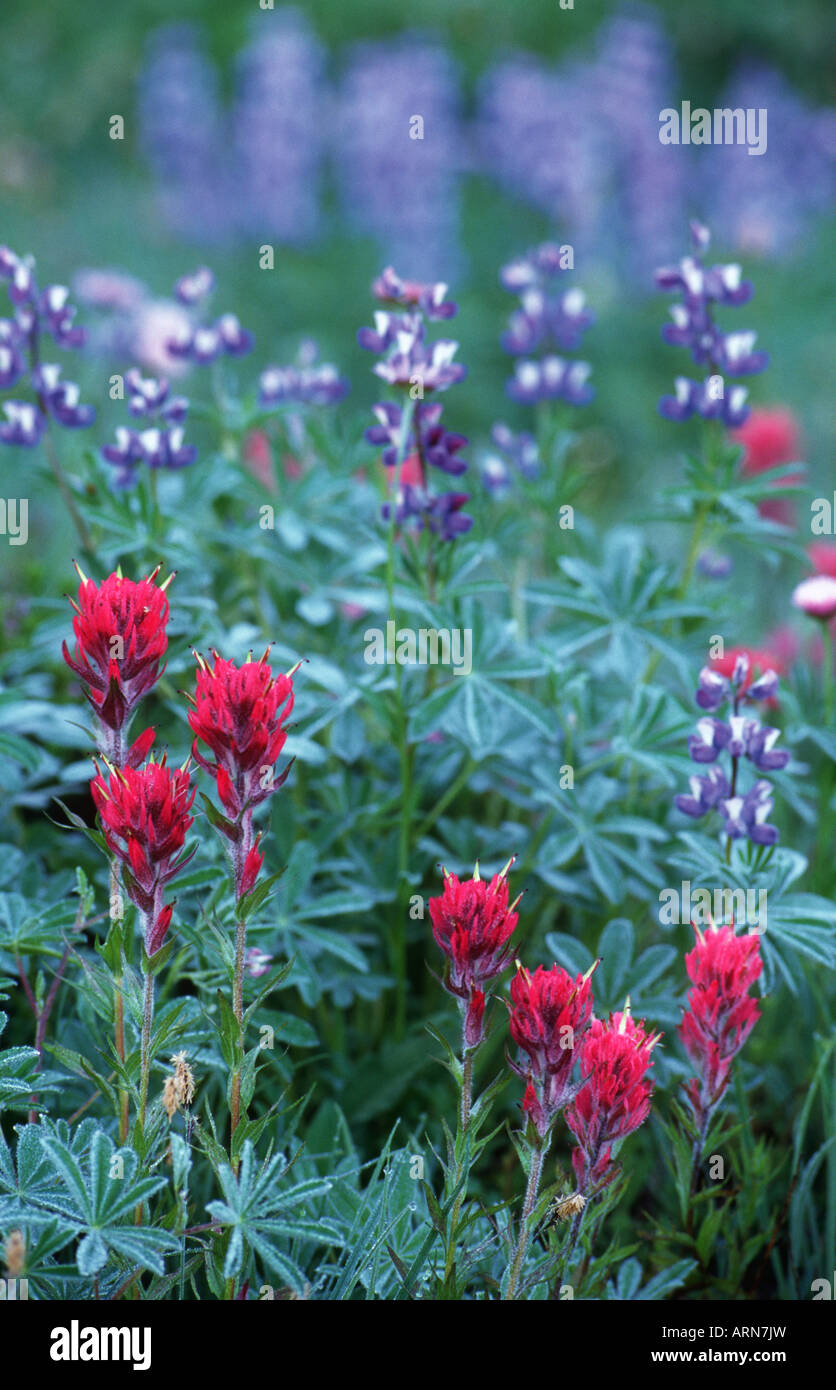 Wildflowers british columbia hi-res stock photography and images - Alamy