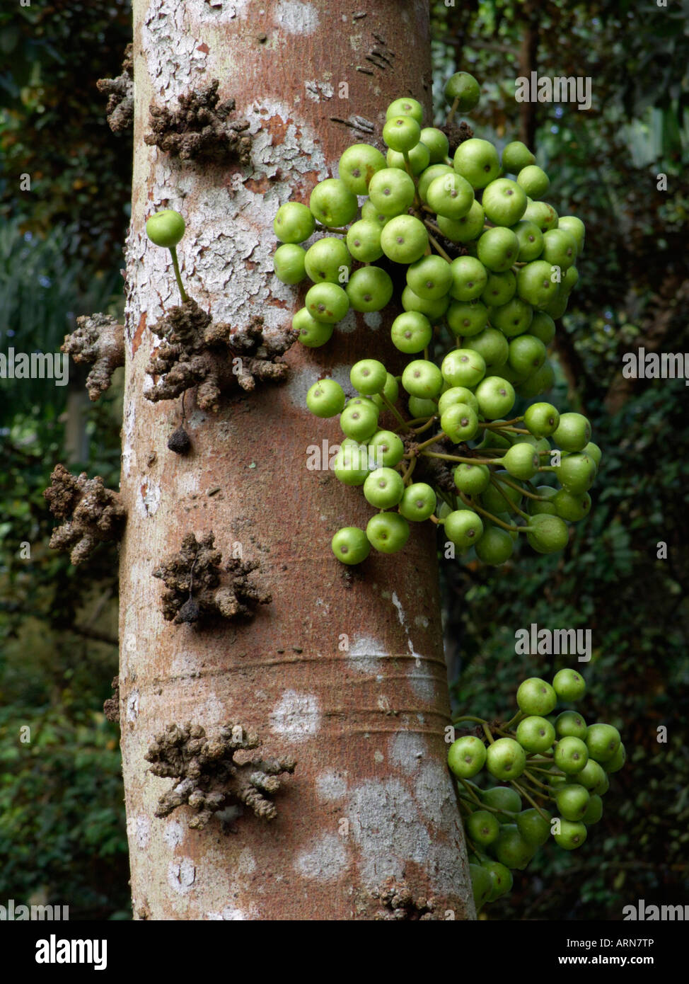 Common red stem fig (Ficus variegata) Stock Photo