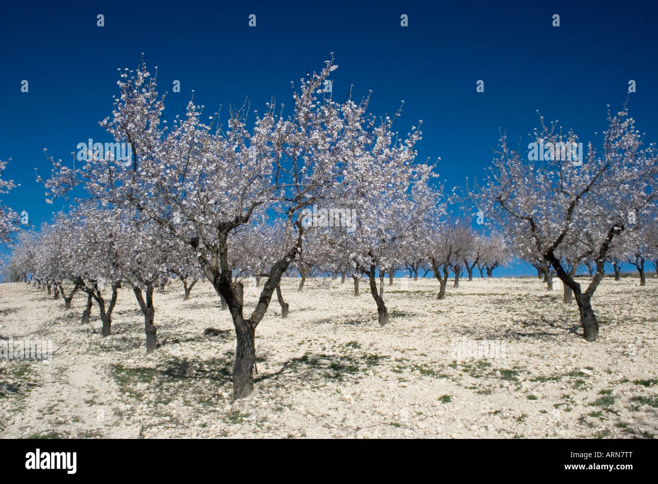 Full bloom trees hi-res stock photography and images - Alamy