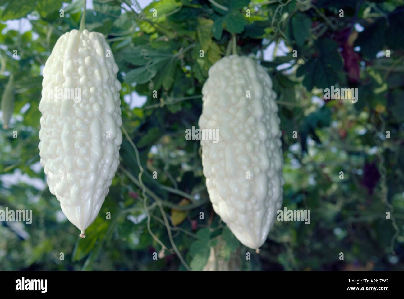 Bitter Gourds Hanging On Vine Stock Photo