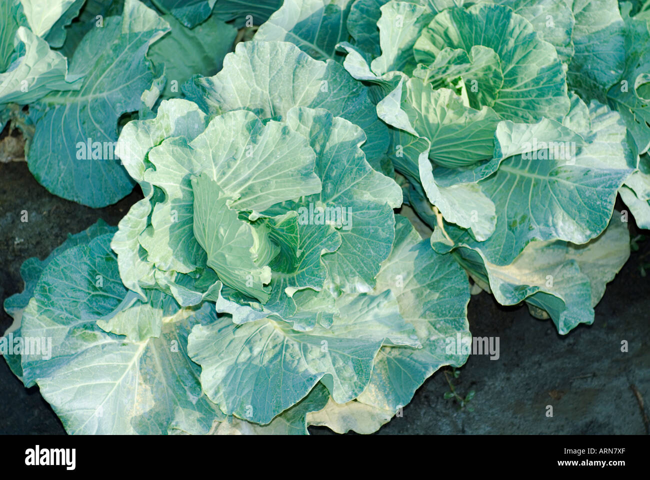 Chinese Cabbage Brassica rapa Taiwan China Stock Photo