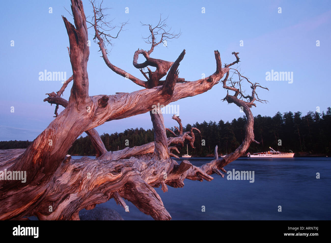 Cabbage Island park, anchorage, with fallen juniper, Gulf Islands