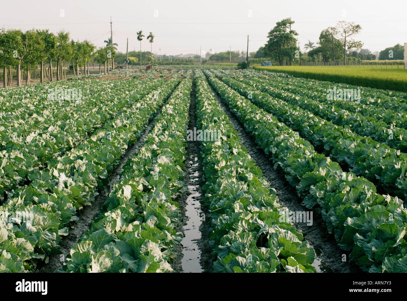 Chinese Cabbage Brassica rapa Rows Taiwan China Stock Photo