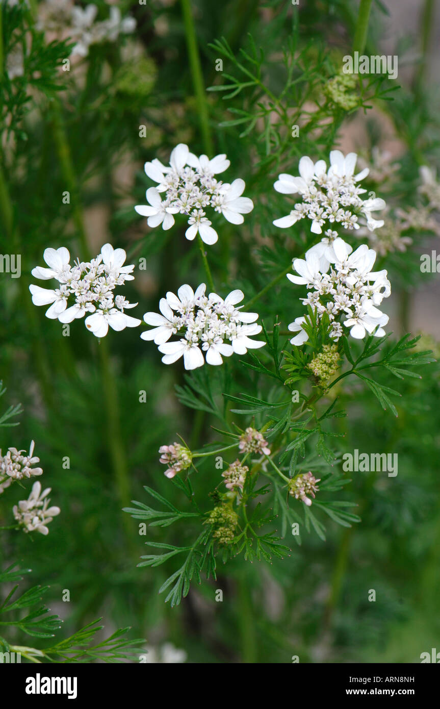 Coriander coriandrum sativum flowering hi-res stock photography and images  - Alamy