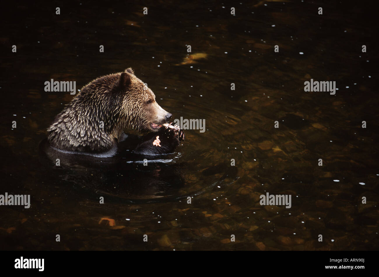 grizzly (Ursus horribilus) feeds on spawning pink salmon, Knight Inlet Lodge, British Columbia, Canada. Stock Photo