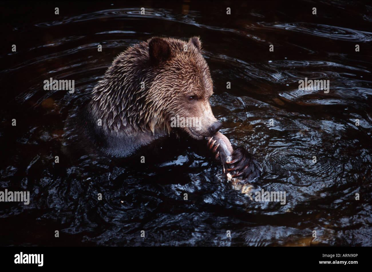 grizzly (Ursus horribilus) feeds on spawning pink salmon, Knight Inlet Lodge, British Columbia, Canada. Stock Photo