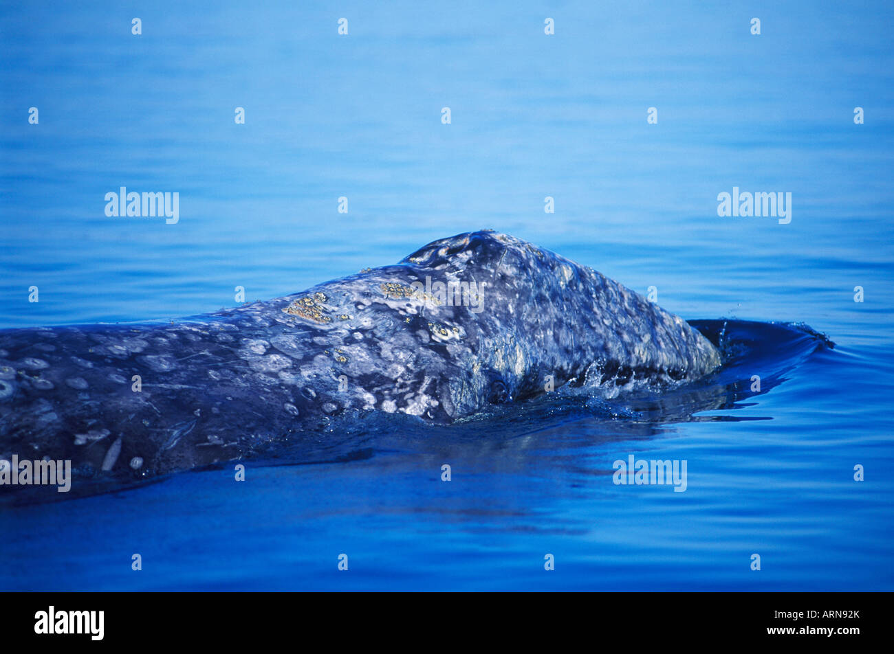 Grey whale blowhole and head hi-res stock photography and images - Alamy