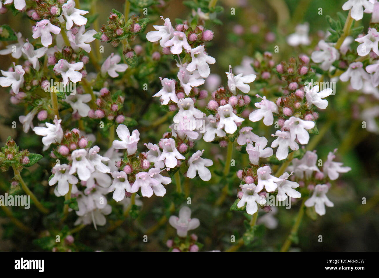 Thyme (Thymus vulgaris), flowering Stock Photo