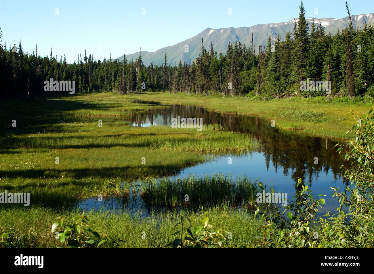 Pristine marsh wetlands of Alaska. Kenai Peninsula, Alaska. Stock Photo