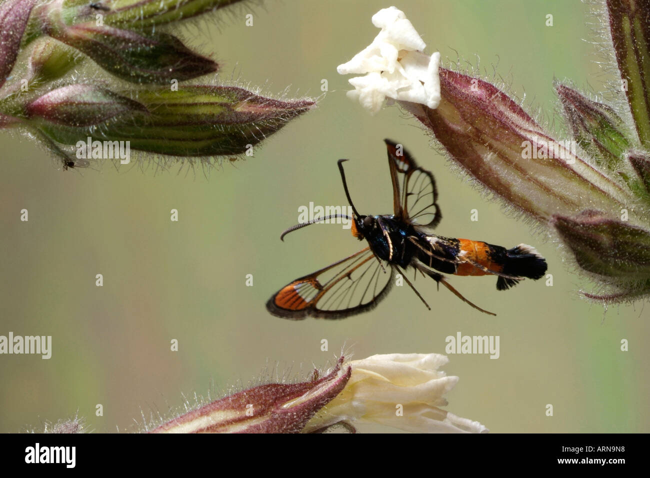 Currant Clearwing (Synanthedon tipuliformis) Stock Photo