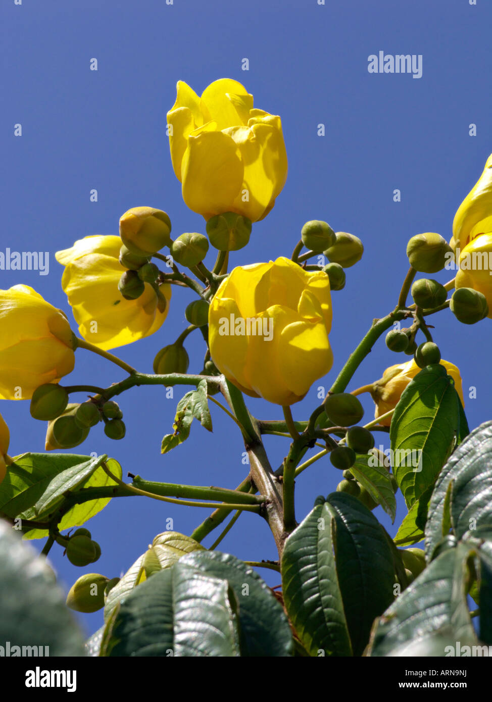 Silk cotton tree (Cochlospermum religiosum Stock Photo Alamy