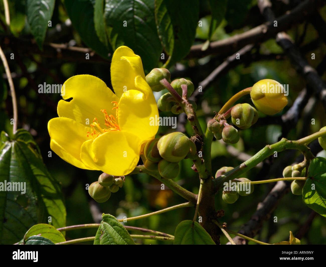 Silk cotton tree (Cochlospermum religiosum Stock Photo Alamy