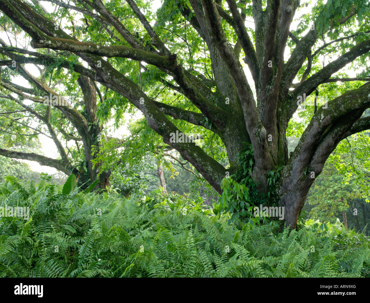 Monkey pod tree (Lecythis apiculata) Stock Photo