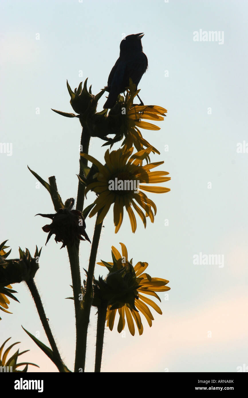 indigo bunting singing songbird colorful song bird prairie silhouette