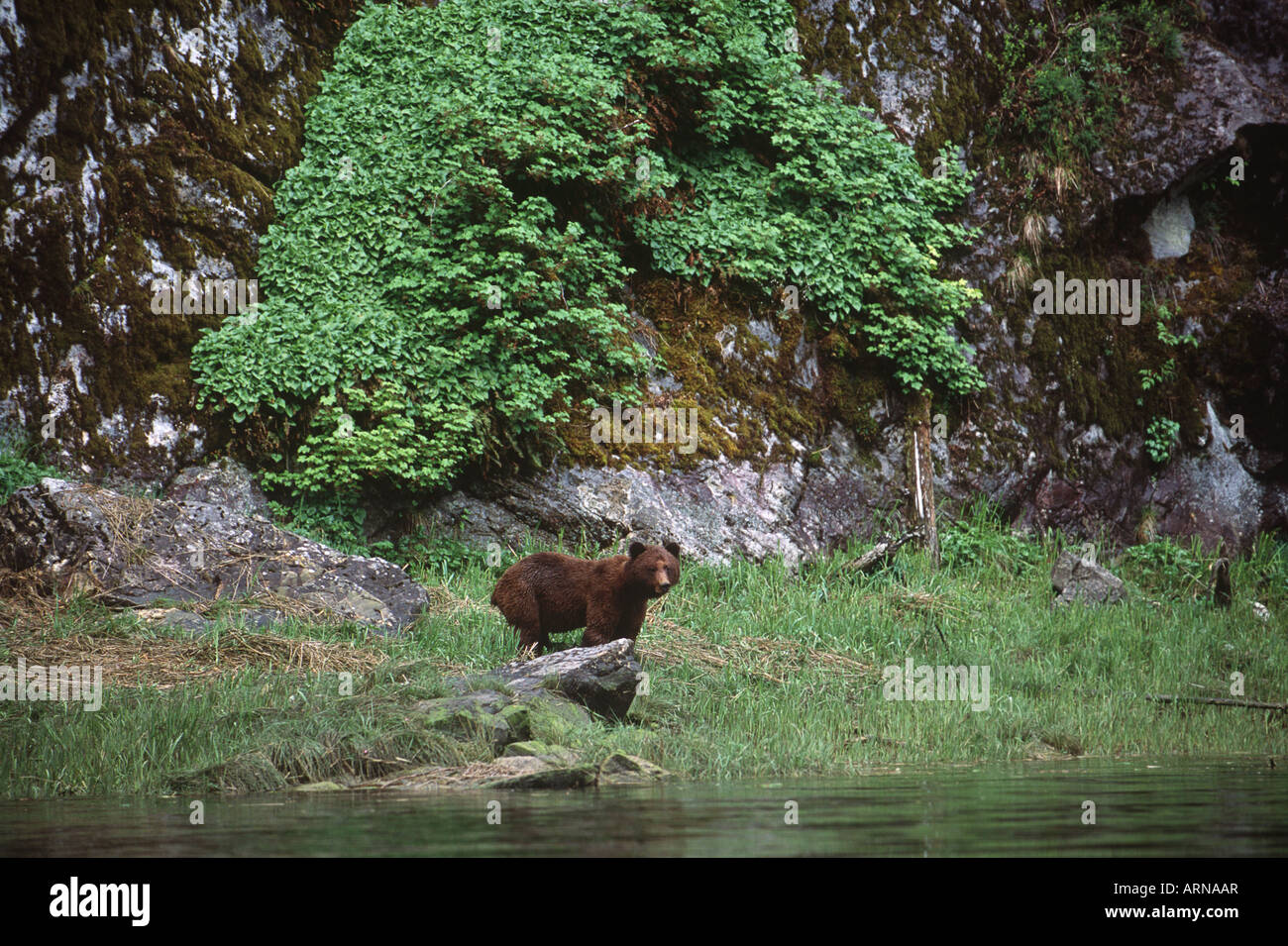 Young male grizzly forages sedge grasses in estuary, Khutzeymateen Valley, British Columbia, Canada. Stock Photo