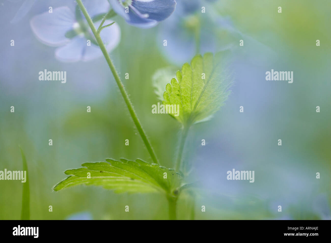 Germander Speedwell (Veronica chamaedrys) Stock Photo