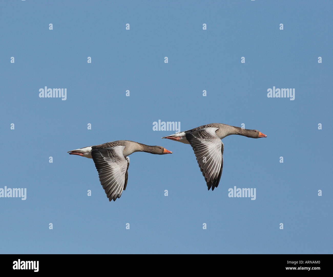 Flying Greylag Goose (Anser anser) Stock Photo