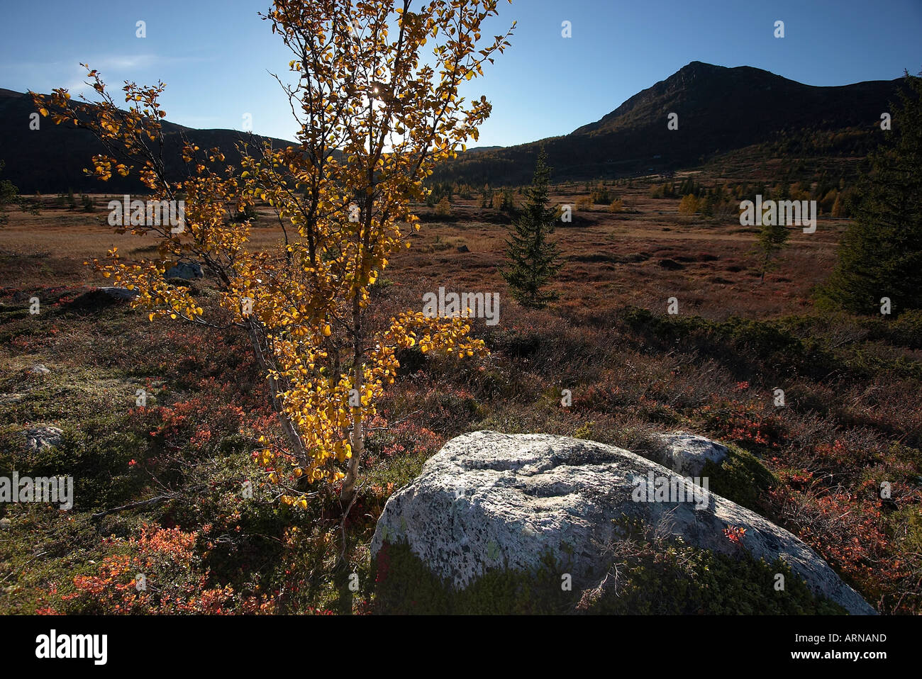 Autumnal landscape, Norefjell, County Buskerud, Norway Stock Photo