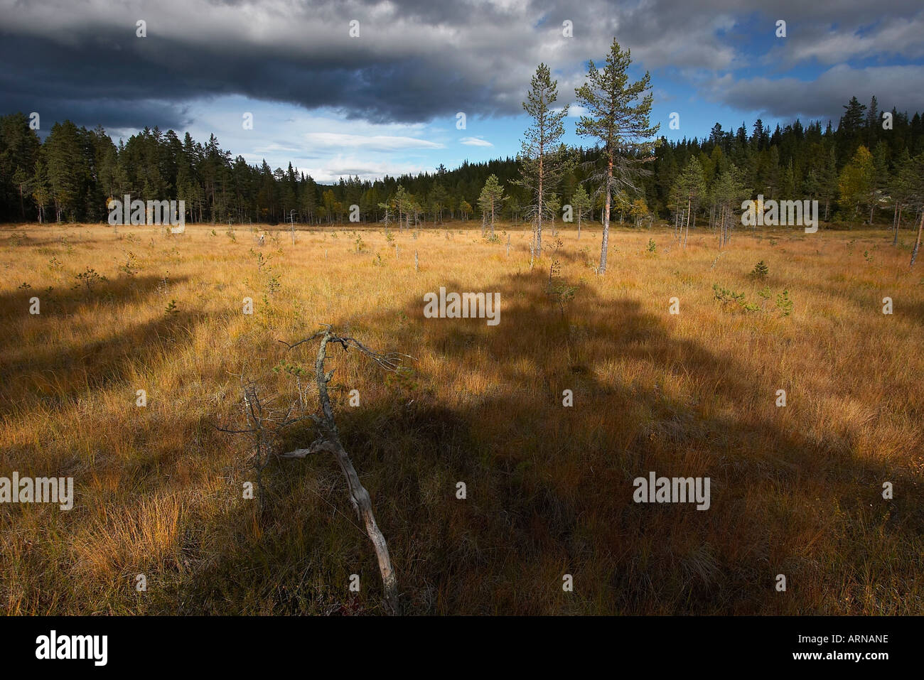 Autumnal landscape (panoramic view), Numedal, County Buskerud, Norway Stock Photo