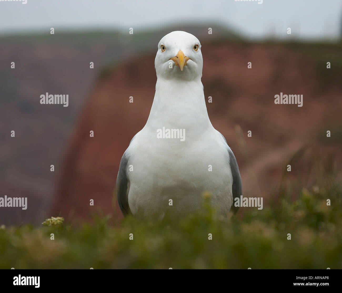Curious Herring Gull (Larus argentatus) Stock Photo