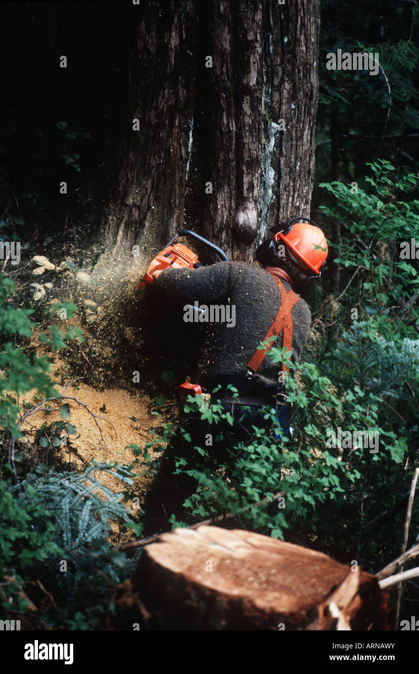 logging industry, tree faller cuts down cedar tree, Vancouver Island