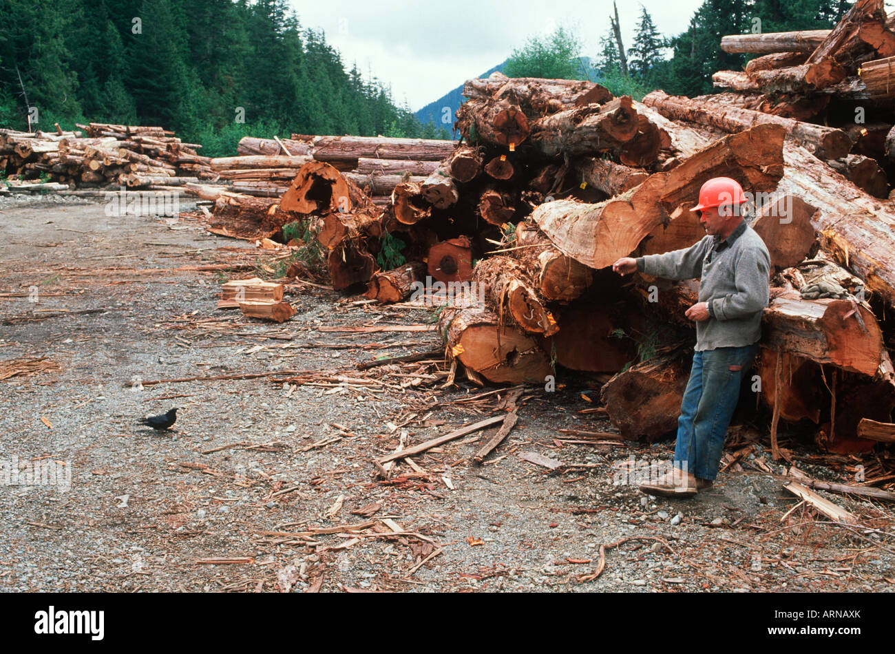 logging industry, sorting tard worker feeds crow, Vancouver Island, British Columbia, Canada. Stock Photo