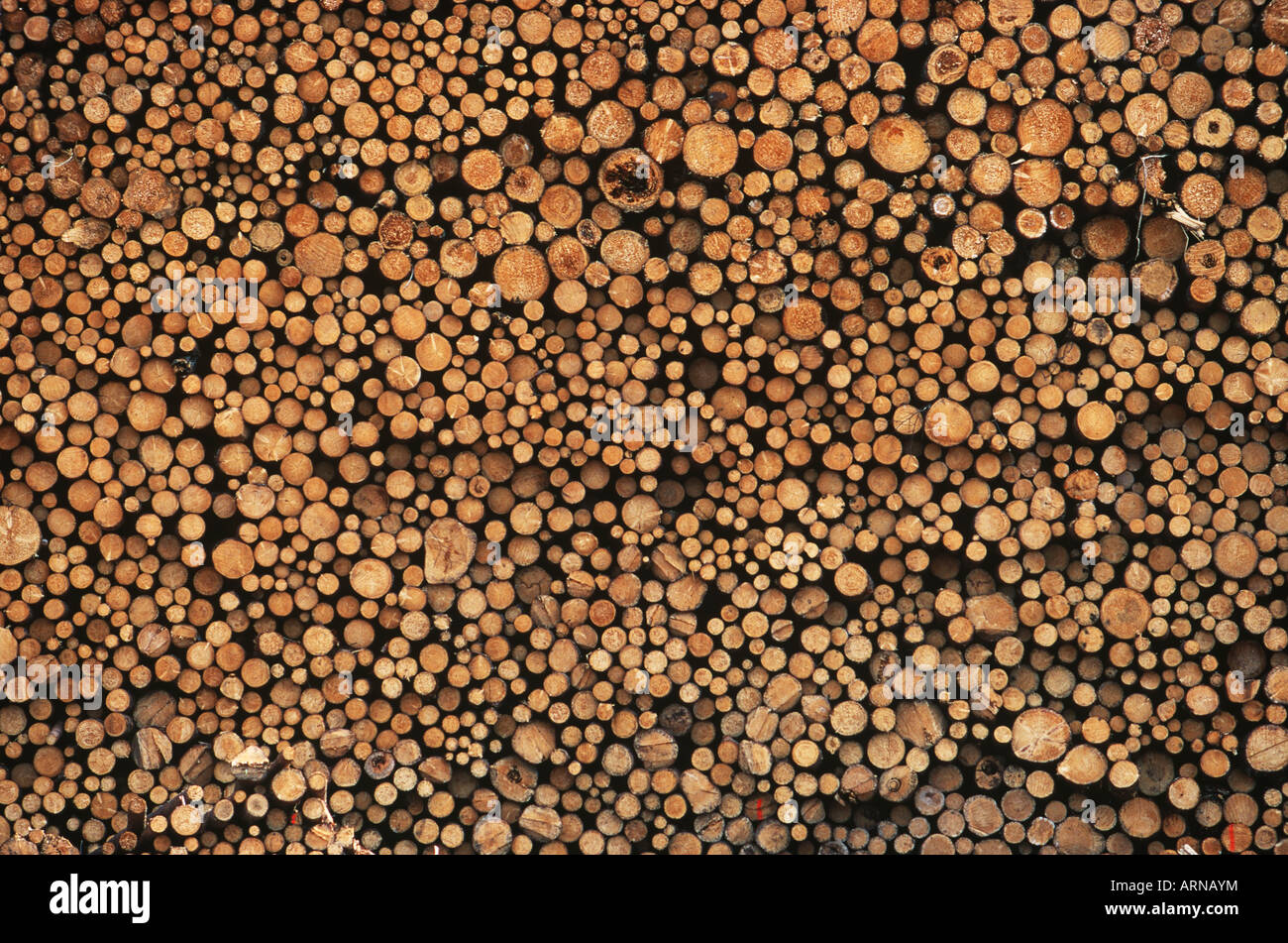 Pulp wood stacked in processing yard, British Columbia, Canada. Stock Photo