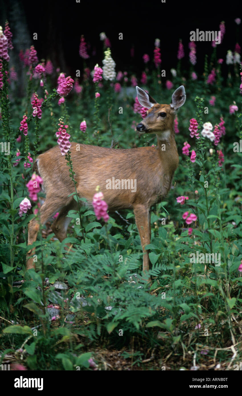 Blacktail deer on hillside of foxglove flowers, British Columbia ...