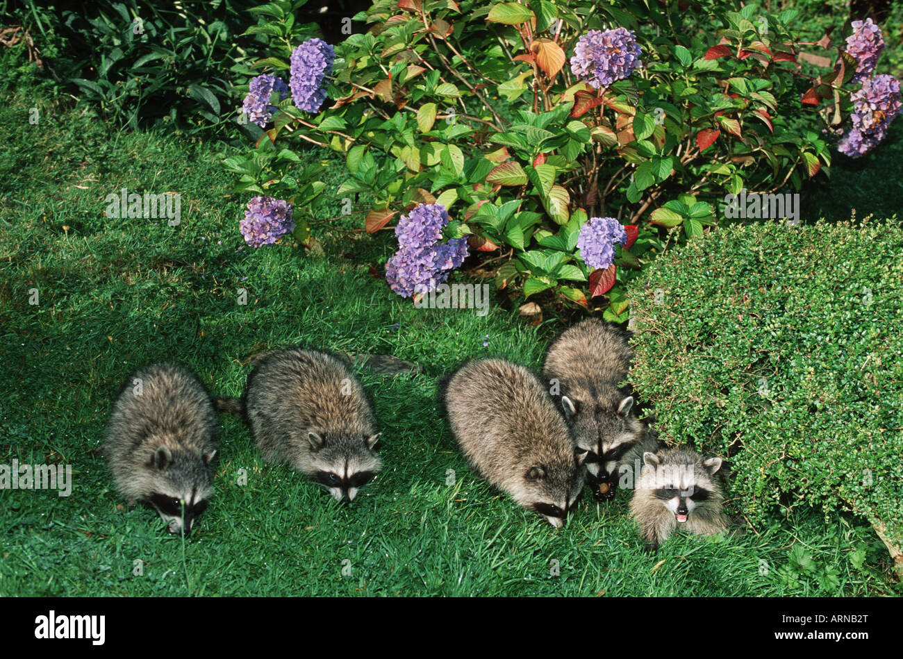 Group of raccoons in domestic yard, Tofino, Vancouver Island, British Columbia, Canada. Stock Photo