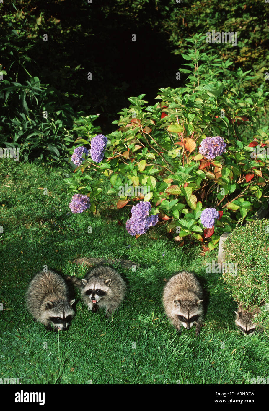 Group of raccoons in domestic yard, Tofino, Vancouver Island, British Columbia, Canada. Stock Photo