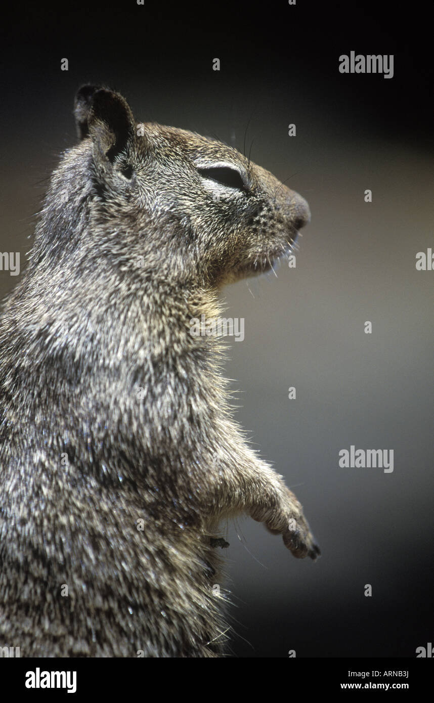 California Ground Squirrel (Spermophilus beecheyi), British Columbia, Canada. Stock Photo