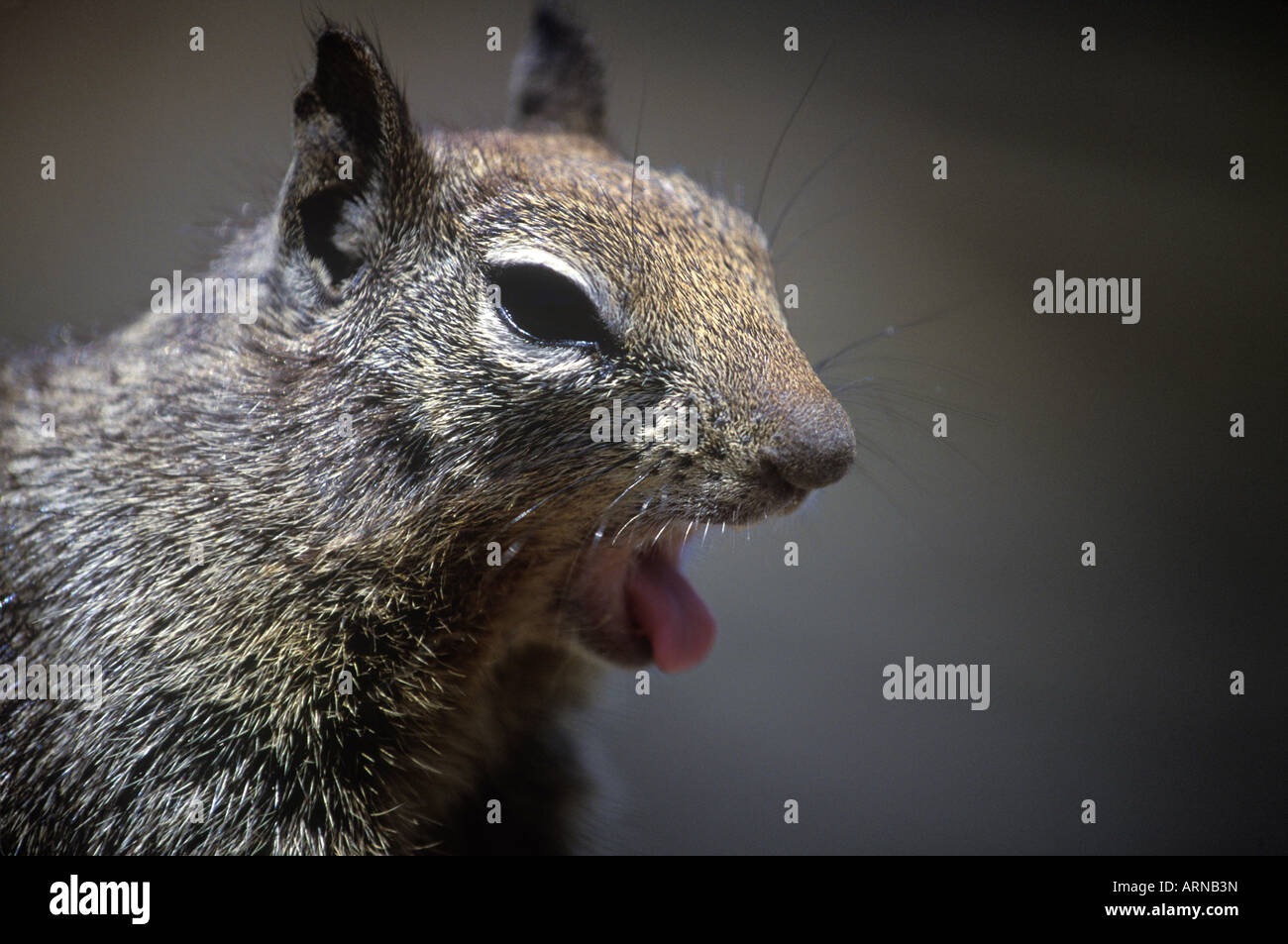 California Ground Squirrel (Spermophilus beecheyi) yawning, British Columbia, Canada. Stock Photo