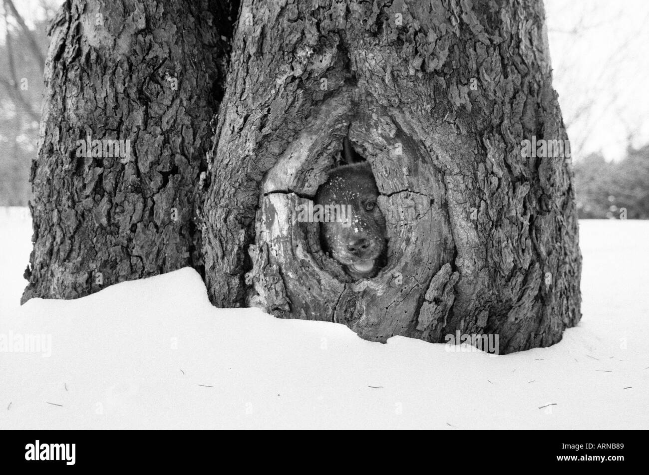 A small puppy looks through a hole in a tree Stock Photo