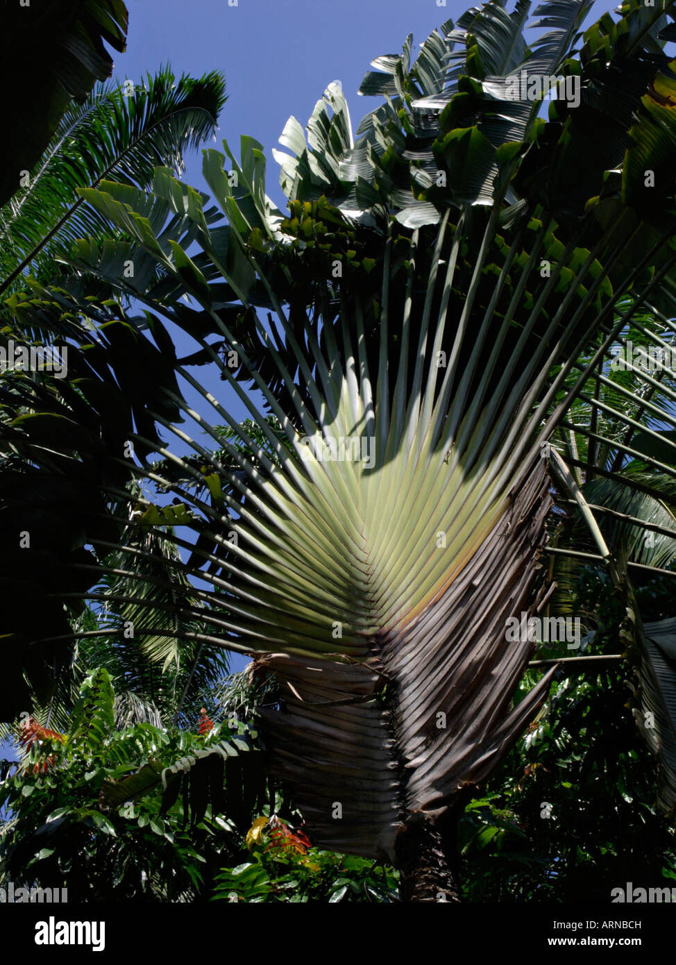 Traveller's tree (Ravenala madagascariensis Stock Photo - Alamy
