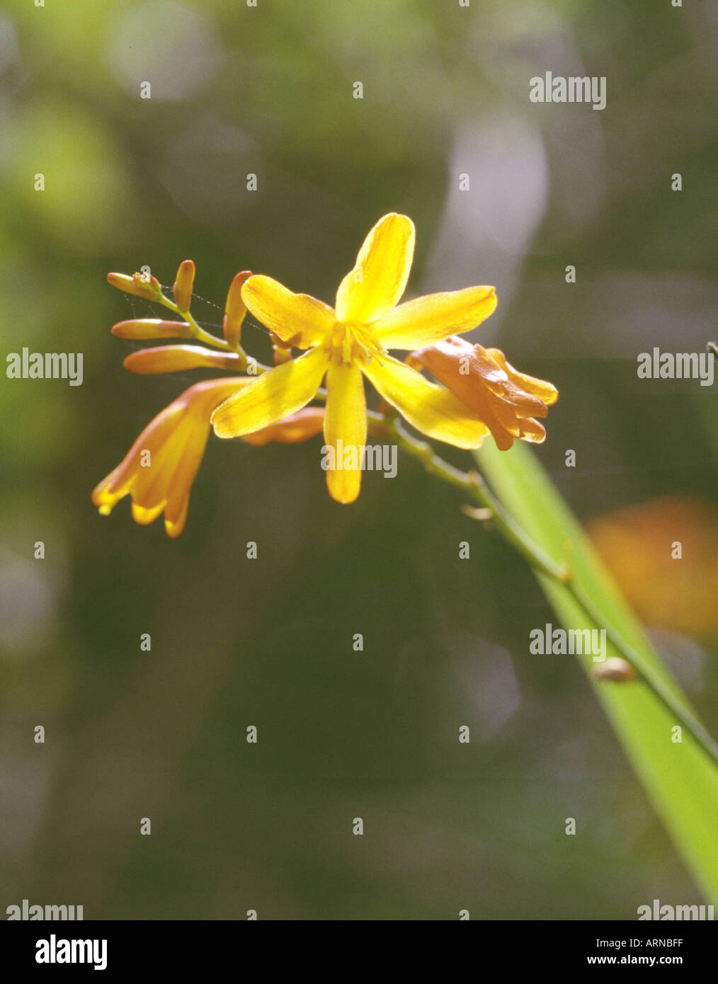 Tritonia Stock Photo Alamy