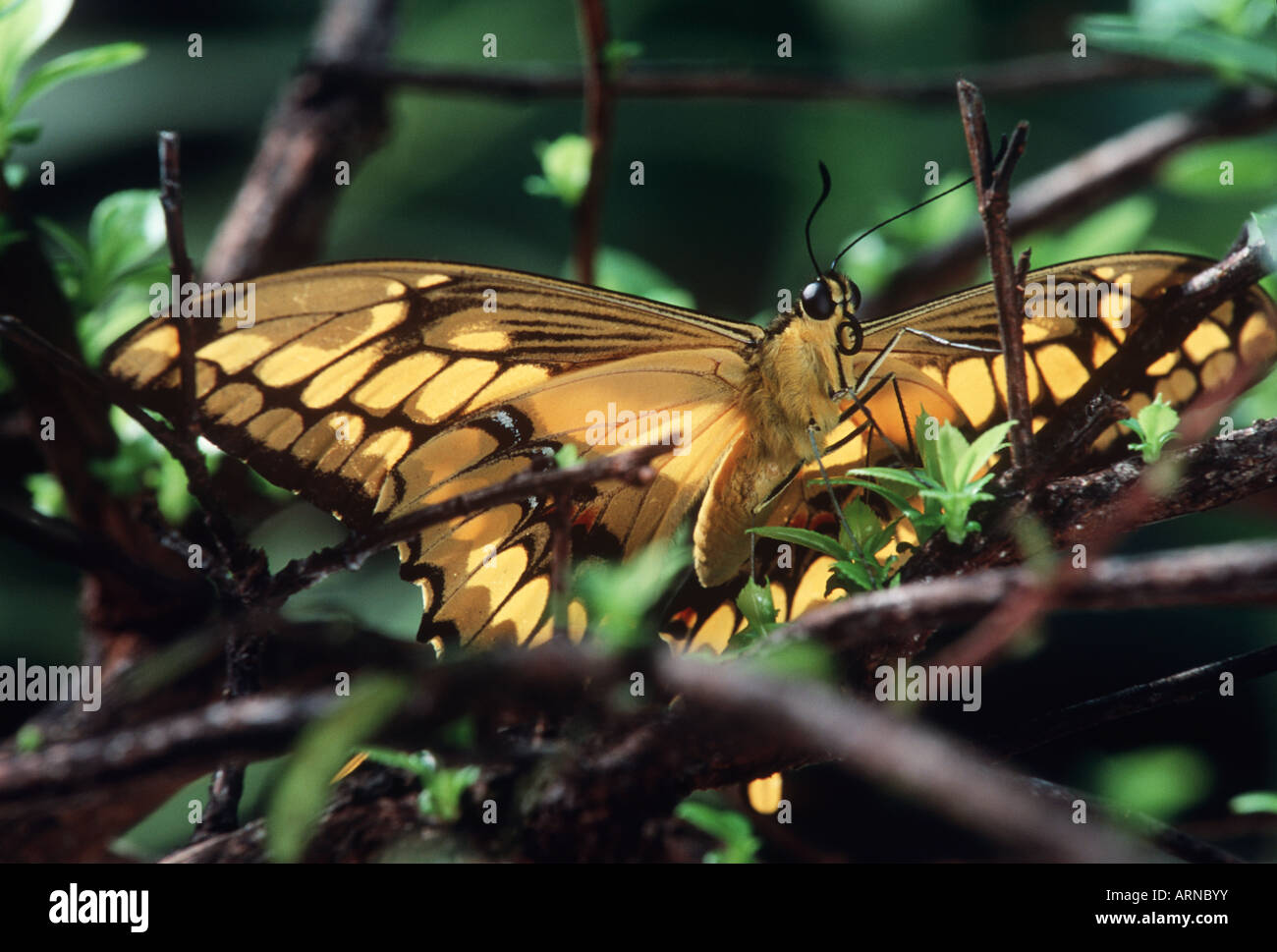 Swallowtail butterly in branches of shrubbery hi-res stock photography ...