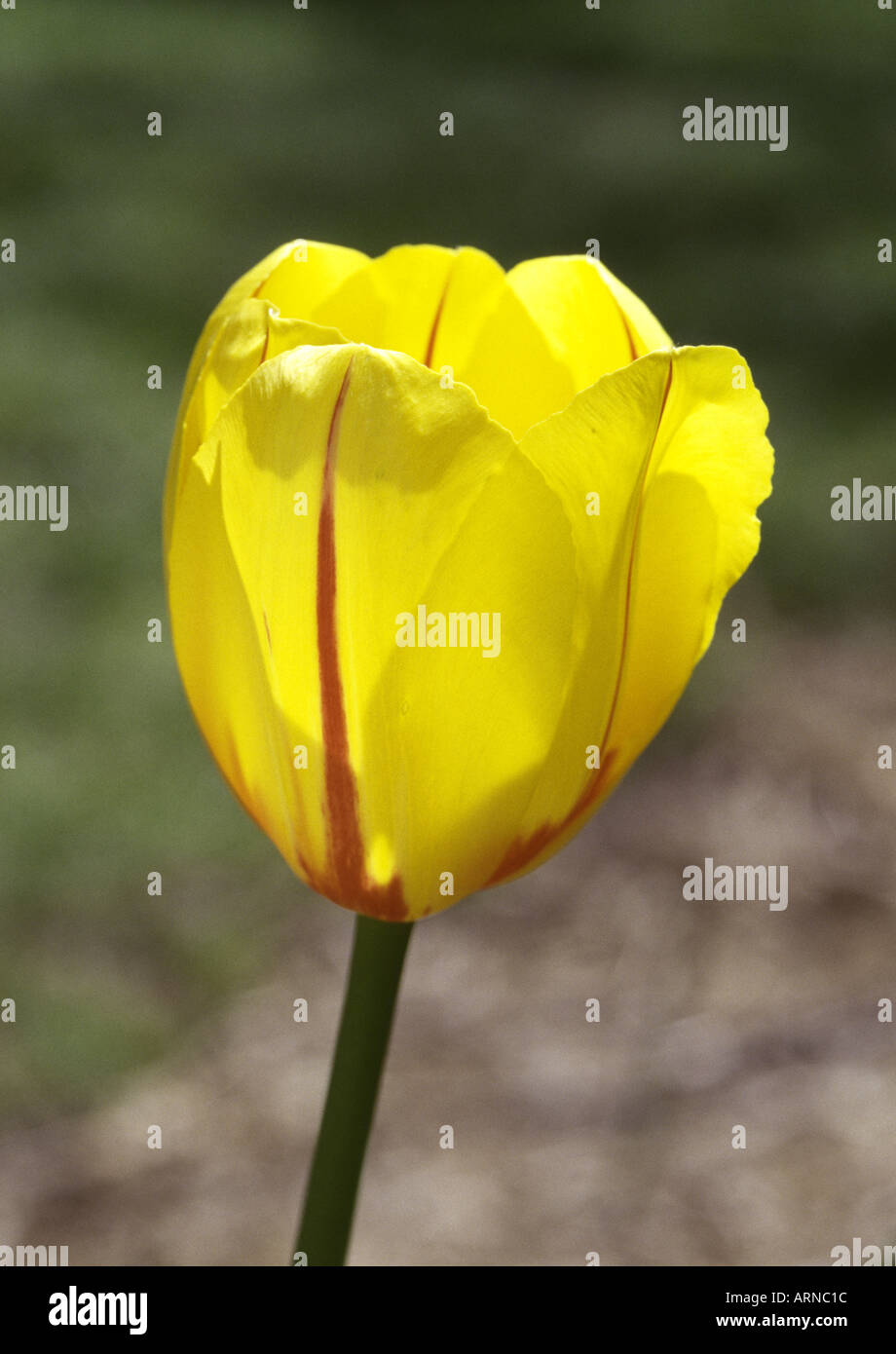 La Courtine Tulip Stock Photo - Alamy