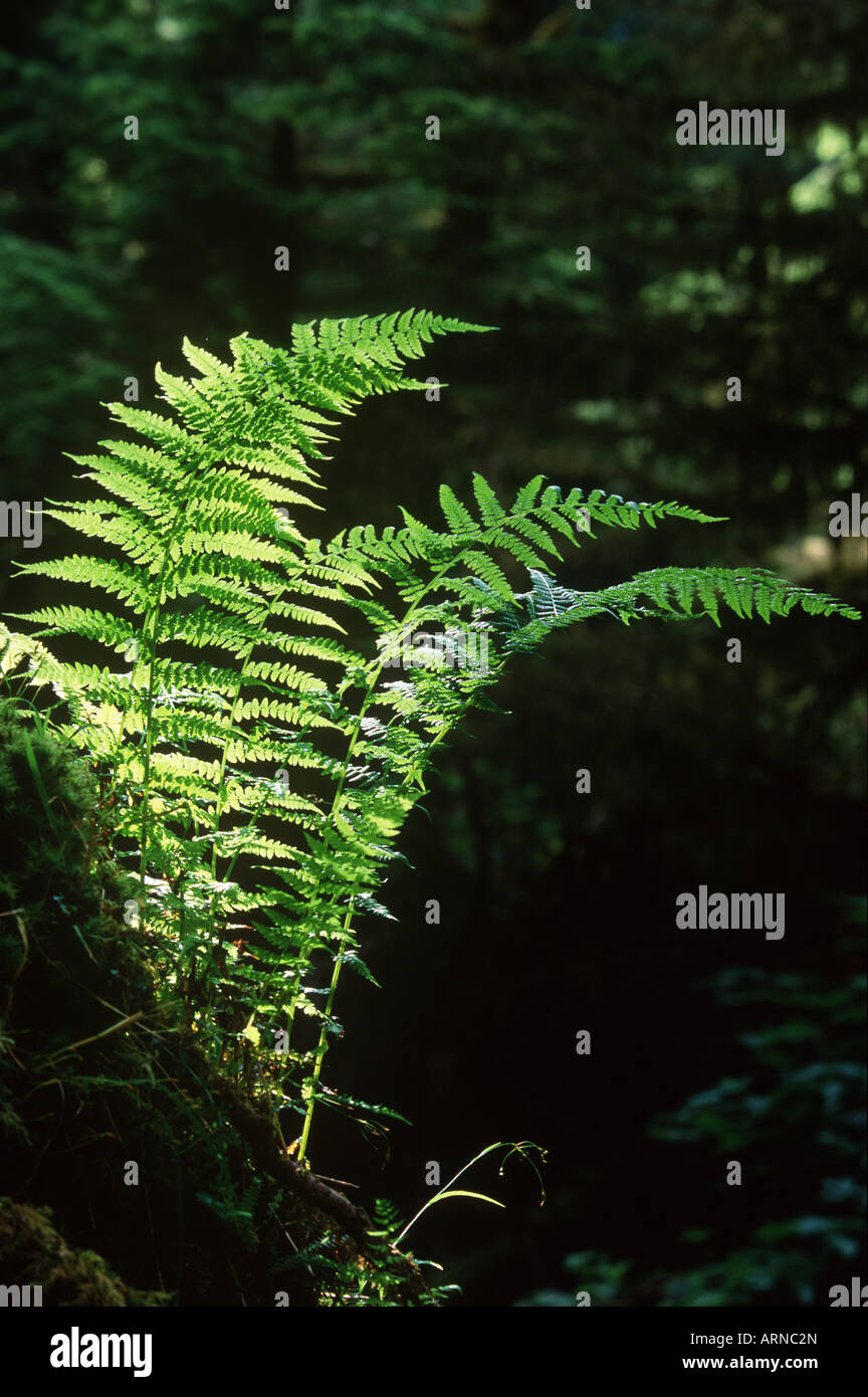 British ferns hi-res stock photography and images - Alamy