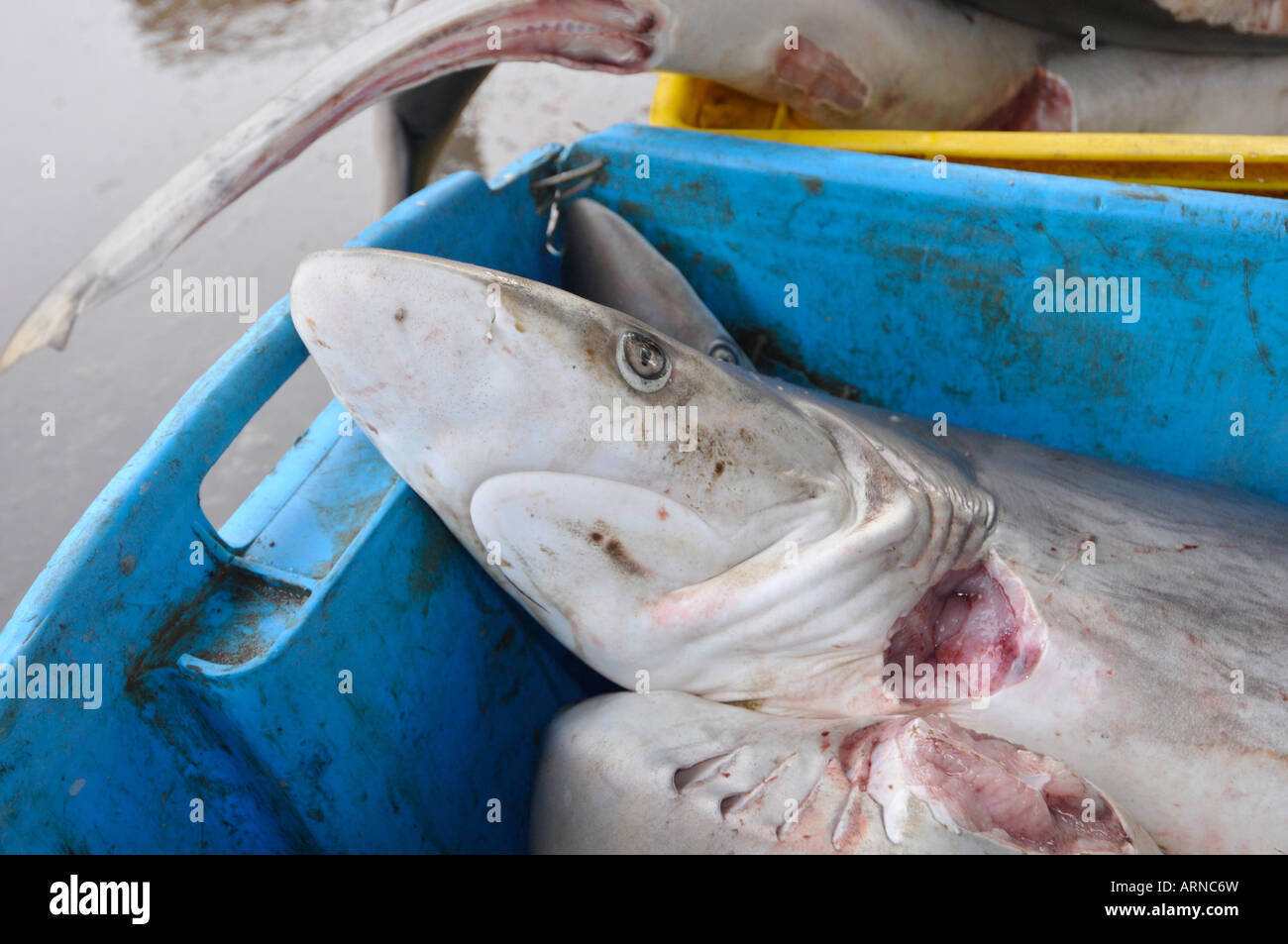 Fish or Wet Market in Kota Kinabulu capital of Sabah Northern Borneo Malaysia Sharks and fins Stock Photo