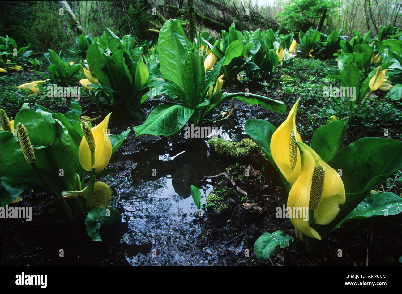 Skunk cabbage in swamp, British Columbia, Canada. Stock Photo