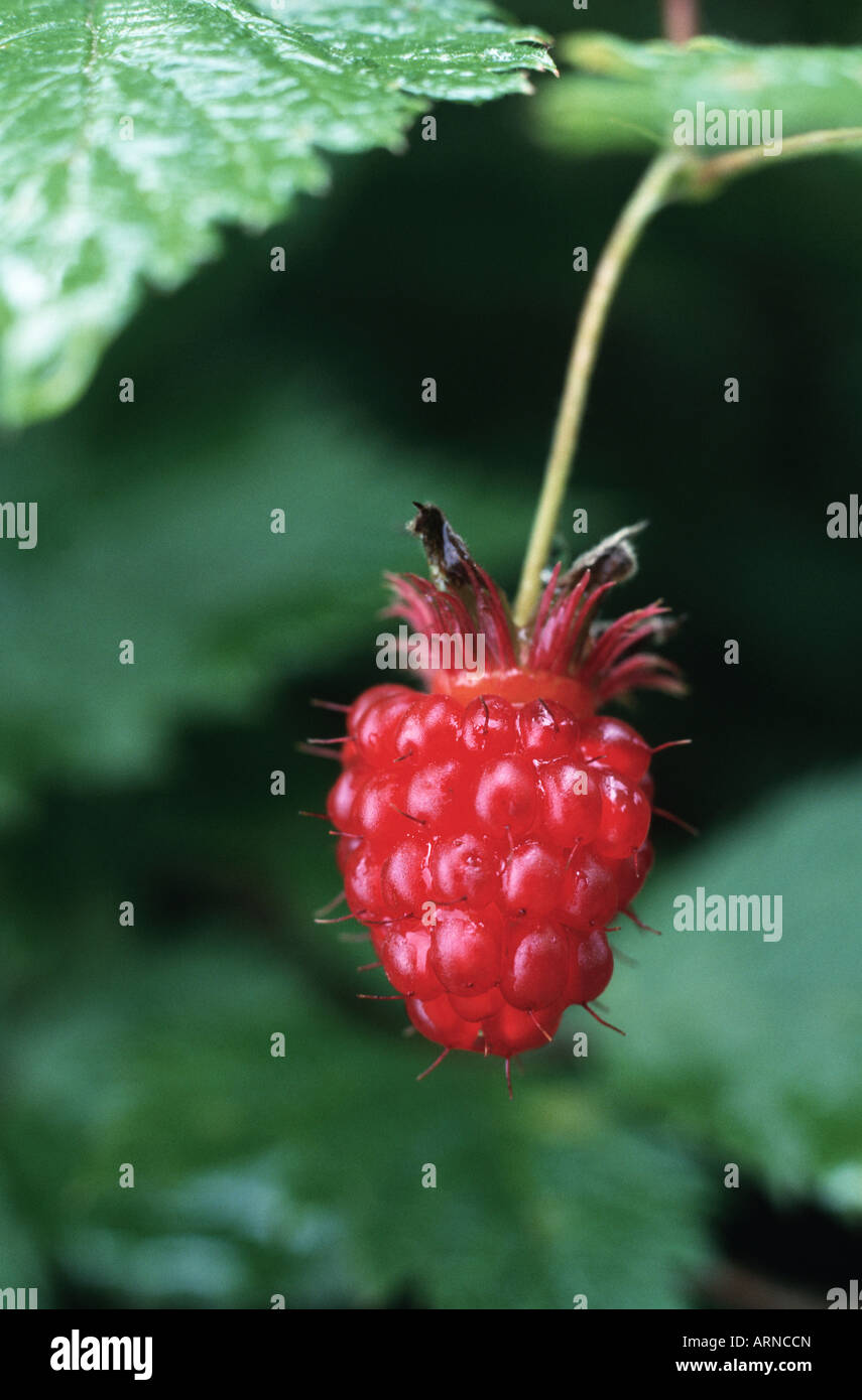 Salmonberry hires stock photography and images Alamy